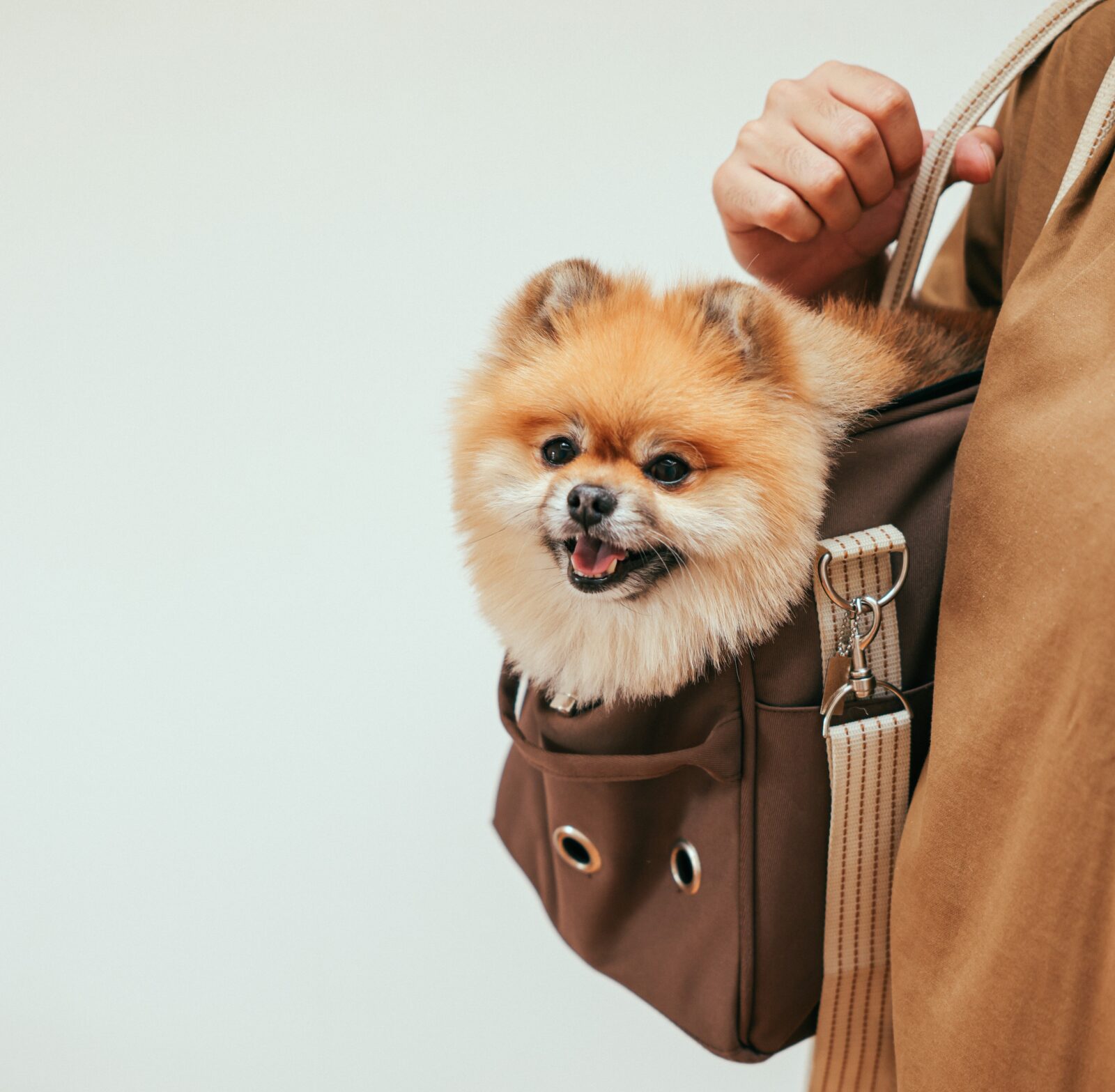 Big Retail Sales Forecast: Millennials Are Obsessed With Pets