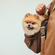 Big Retail Sales Forecast: Millennials Are Obsessed With Pets