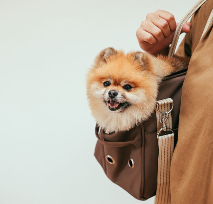 Big Retail Sales Forecast: Millennials Are Obsessed With Pets