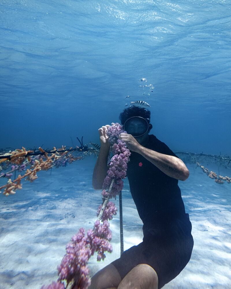 Kenzo Parfums — Kenzo Parfums Extends Its Coral Gardeners Partnership to L’Eau Ambrée, image 3