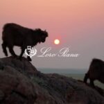 Goats in a landscape on Loro Piana’s Resilient Threads video cover