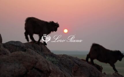 Goats in a landscape on Loro Piana’s Resilient Threads video cover