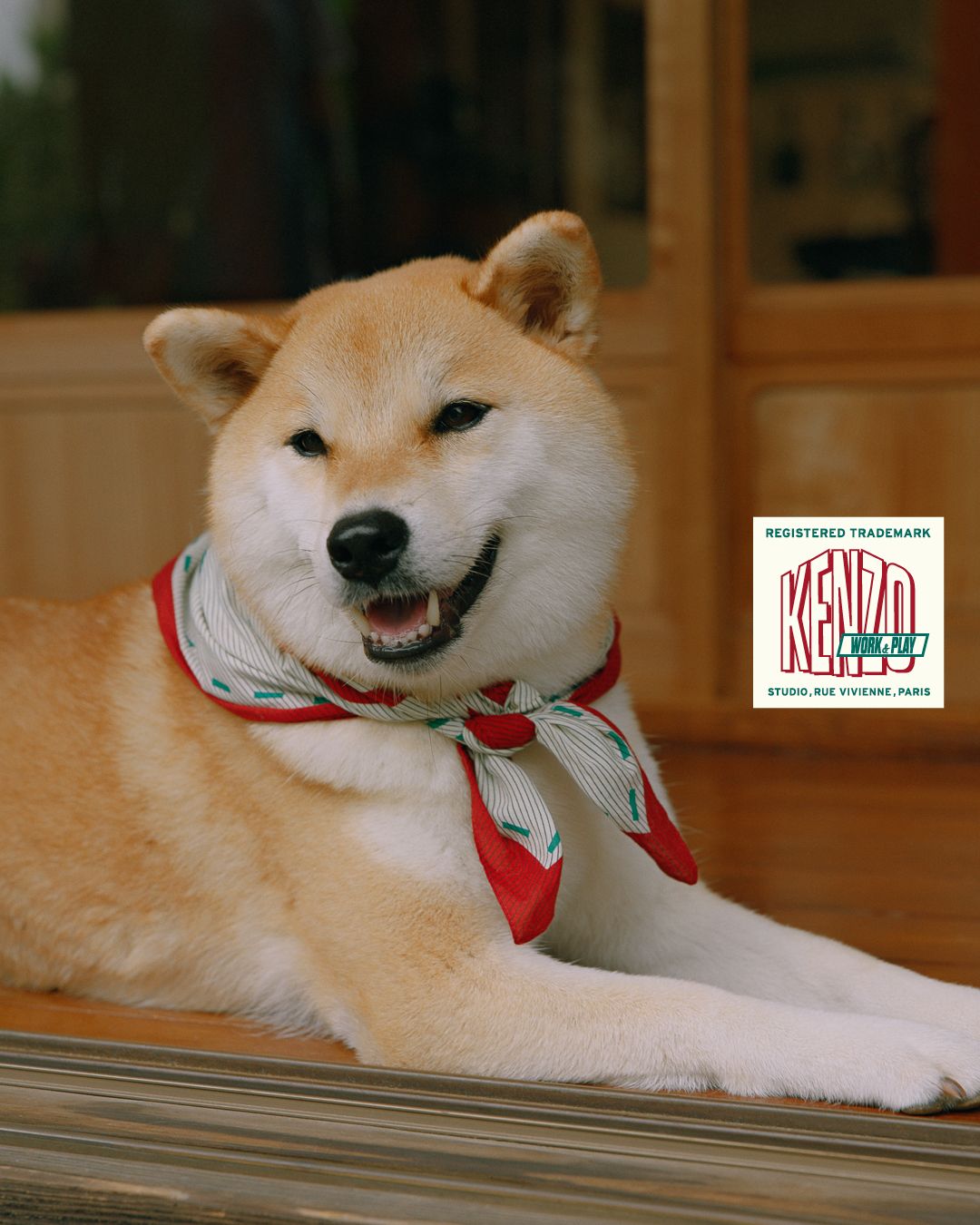 Dog wearing a patterned scarf in KENZO’s Chiba campaign