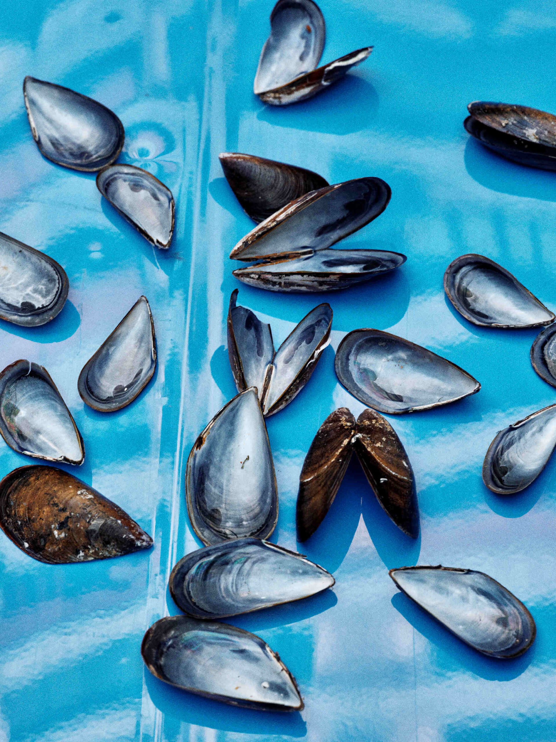 Mussels against a blue background in Loewe’s campaign still life